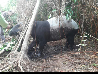 Seekor Tapir Terperangkap Jerat Babi, Warga Sepahat Bengkalis Serahkan ke BKSDA